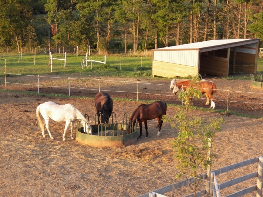 The gelding's paddock and shelters.